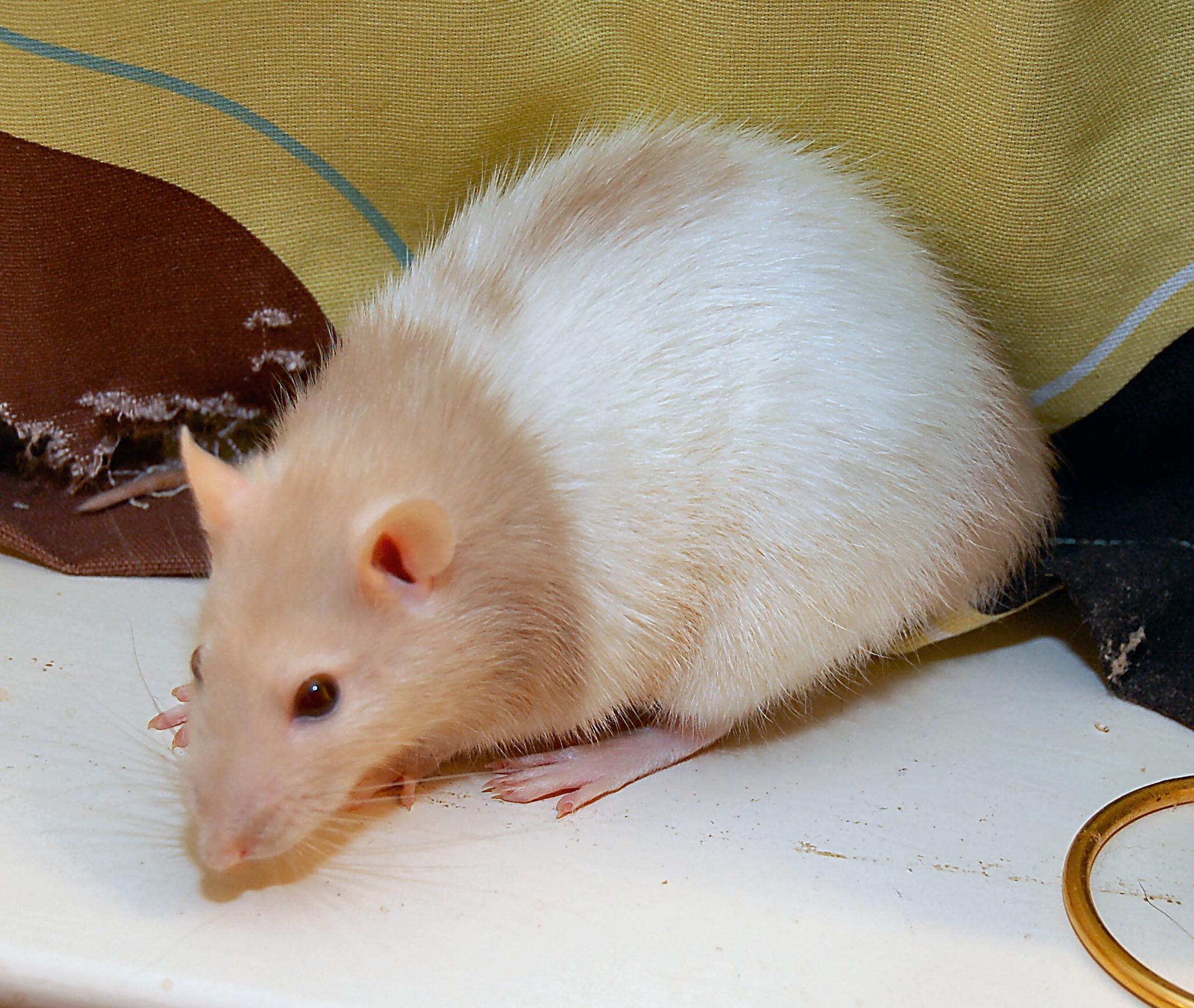 Frieda was a hooded fancy rat with ruby eyes I had since she was a pup. 